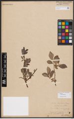 Salix bebbiana Sarg.